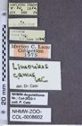 Etiketten zu Limonius canus (NHMW-ZOO-COL-0008602)